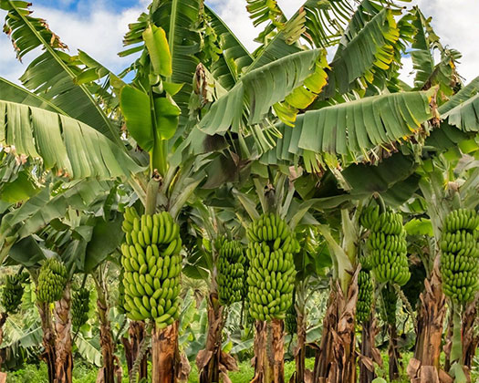 Payirsei banana cultivation, Theni