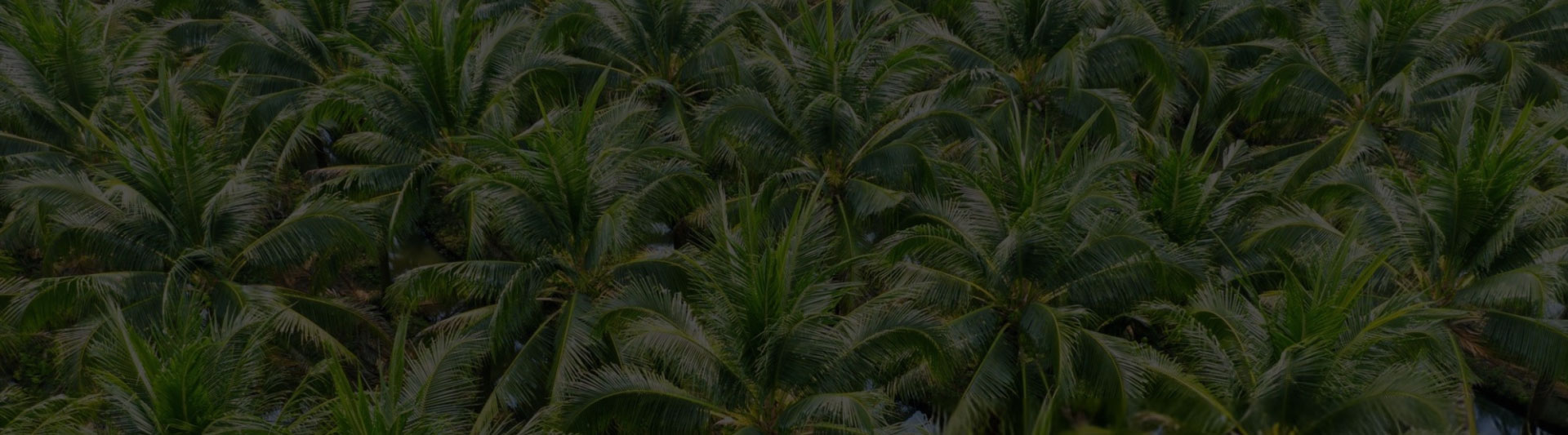 Coconut plantation, Theni